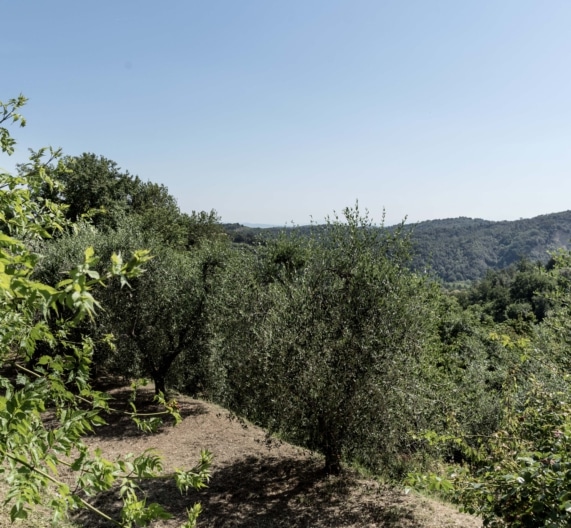 casa-gelsomino-view-holiday-house-palaia-tuscany