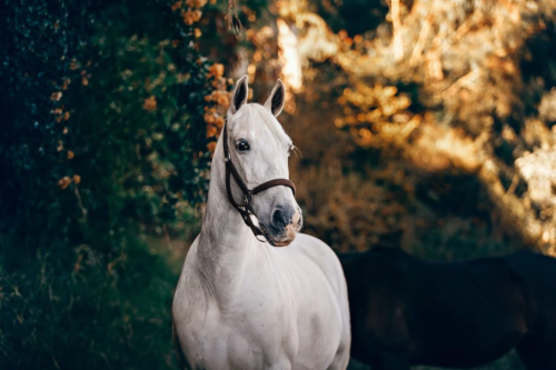 horse ride